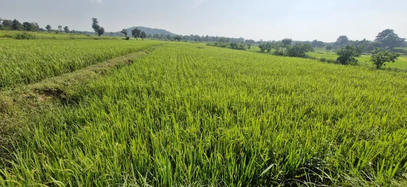 डीएसआर पद्धति से धान की खेती में दिखी बेहतर फसल, कृषि अधिकारियों ने किया निरीक्षण