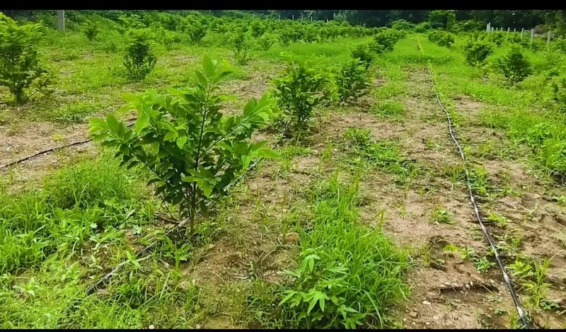मजदूरी से आत्मनिर्भरता तक-पारंपरिक खेती को छोड़ थामा बागवानी का हाथ, माँ की बगिया अंतर्गत ग्राम कानपुरी की…